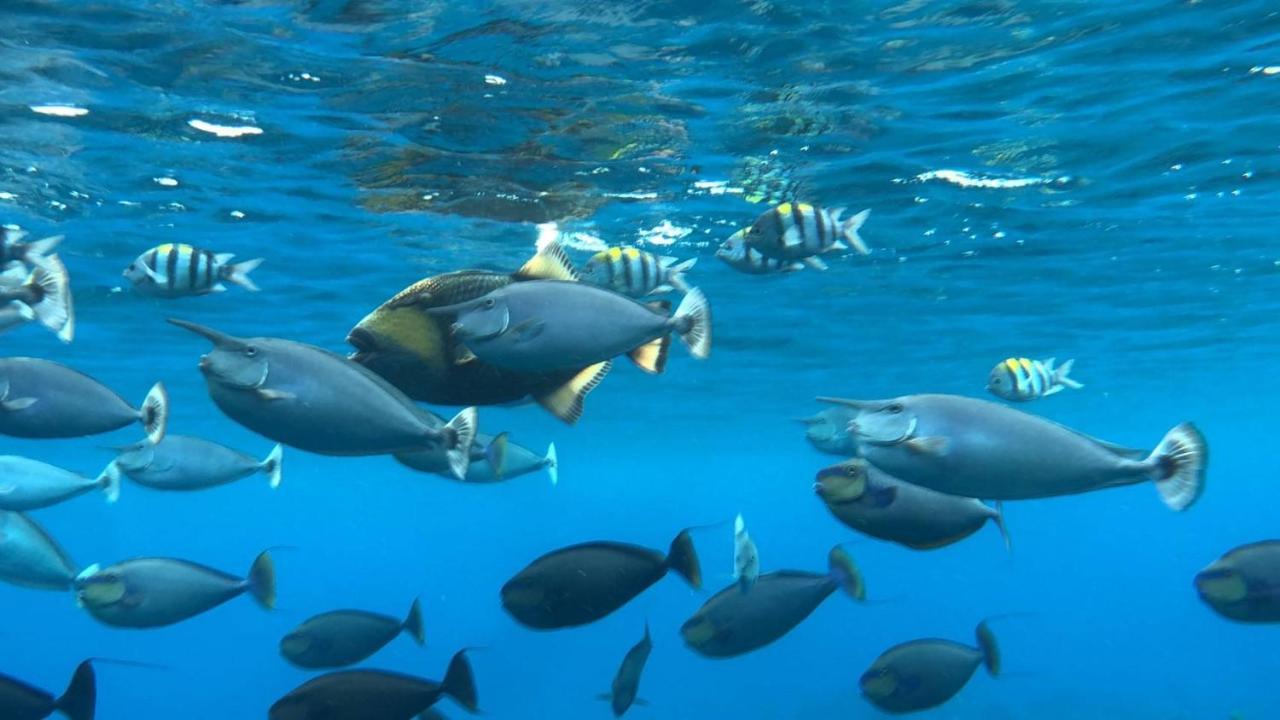 דירות גרין איילנד 20Ft Sea Attic מראה חיצוני תמונה
